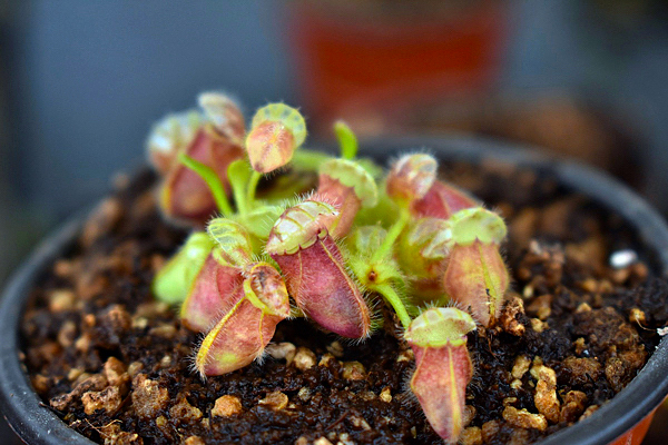 Cephalotus - Plantas Carnívoras