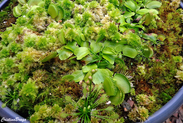 Dionaea - Plantas Carnívoras