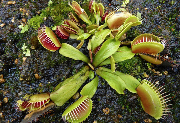 Dionaea - Plantas Carnívoras