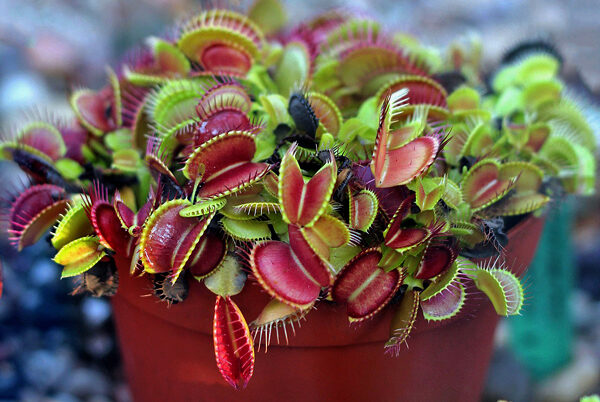 Dionaea - Plantas Carnívoras