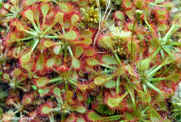 Drosera - Plantas Carnívoras