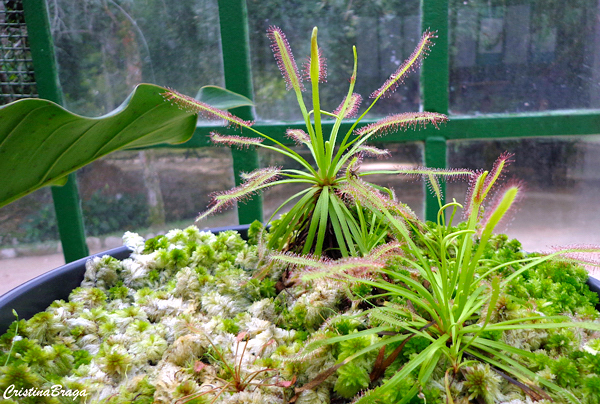 Drosera - Plantas Carnívoras