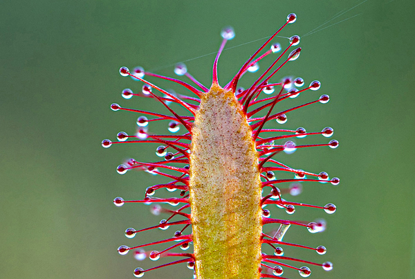 Drosera - Plantas Carnívoras