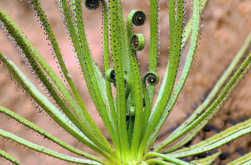 Drosophyllum - Plantas Carnívoras 