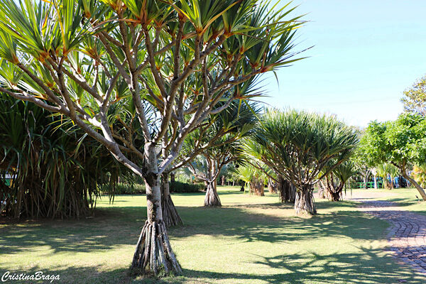 jardim botanico de jundiai