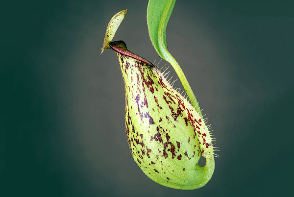 Nepenthes - Plantas Carnívoras