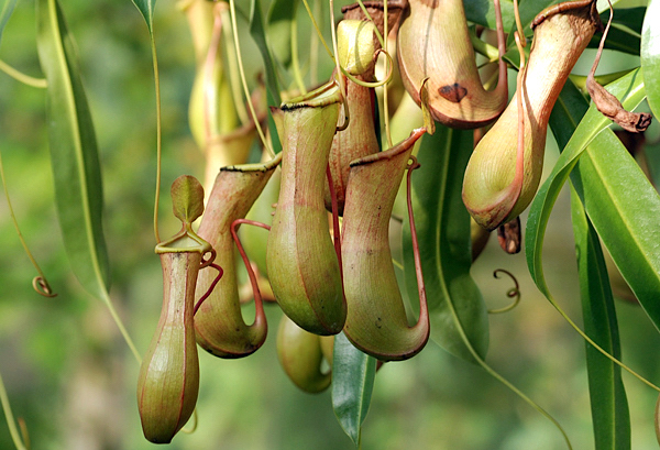 Nepenthes - Plantas Carnívoras