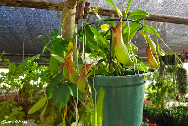 Nepenthes - Plantas Carnívoras