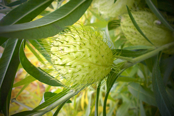 Planta balão - Gomphocarpus physocarpus