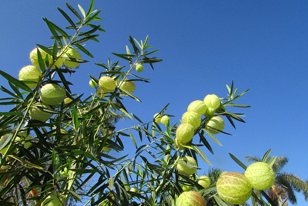 Planta balão - Gomphocarpus physocarpus