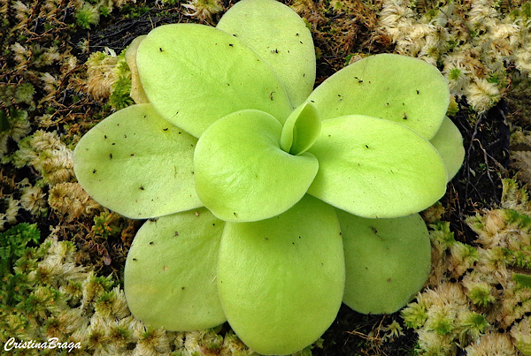 Plantas Carnívoras