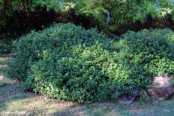 Barléria vermelha - Barleria repens Nees