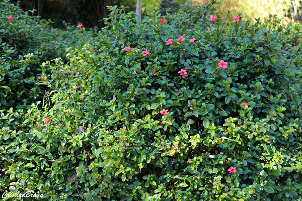Barleria vermelha - Barleria repens Nees
