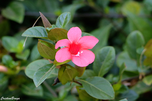 Barléria vermelha - Barleria repens Nees