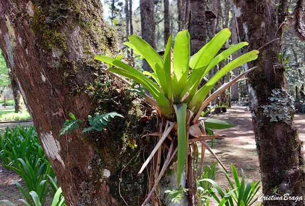 bromelias
