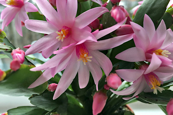 Cacto da primavera - Schlumbergera gaertneri