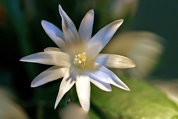 Cacto da primavera - Schlumbergera gaertneri