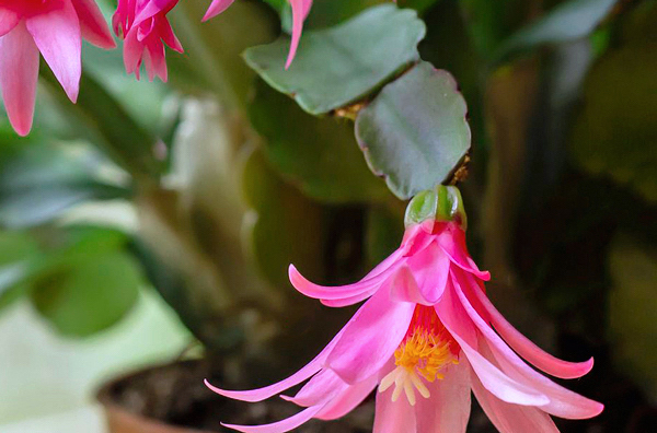 Cacto da primavera - Schlumbergera gaertneri - Flores e Folhagens