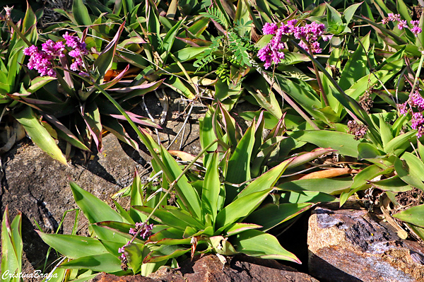 Espironema - Callisia warszewicziana 