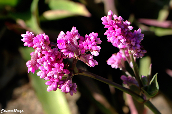 Espironema - Callisia warszewicziana 