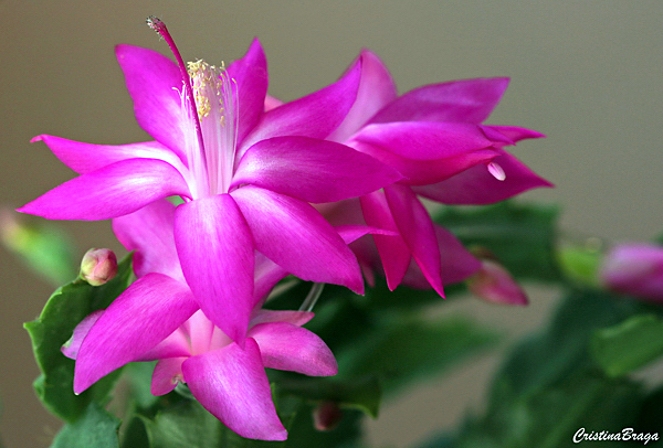 Flor de maio