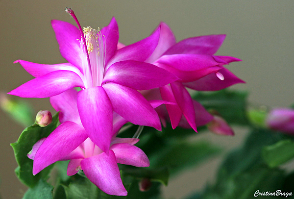 Flor de maio - Schlumbergera truncata