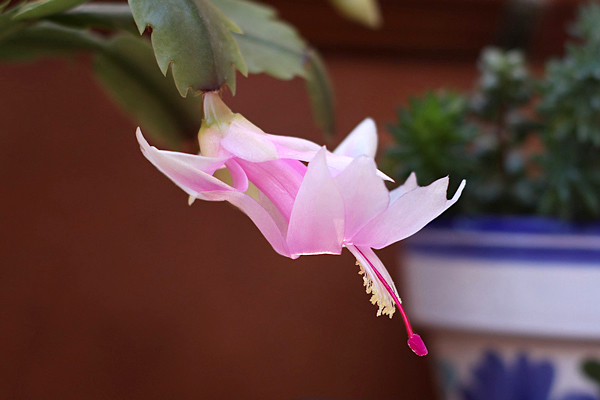 Flor de maio - Schlumbergera truncata