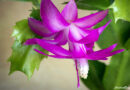 Flor de maio – Schlumbergera truncata