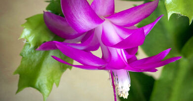 Flor de maio – Schlumbergera truncata