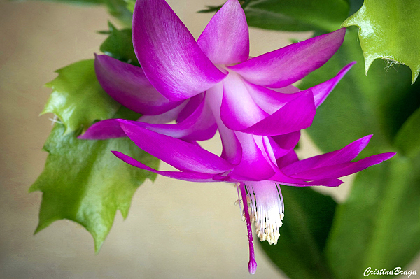 Flor de maio - Schlumbergera truncata - Flores e Folhagens