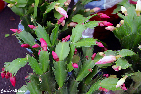 Flor de maio - Schlumbergera truncata