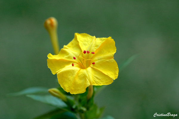 Maravilha - Mirabilis jalapa