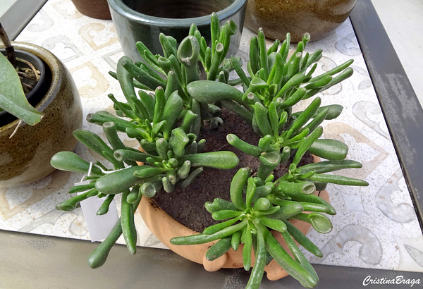 Orelha de Shrek - Crassula ovata Gollum