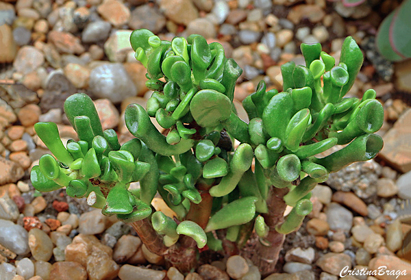 Orelha de Shrek - Crassula ovata Gollum