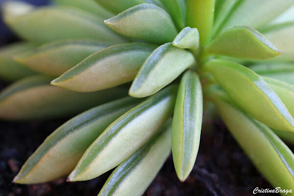 Peperomia dolabriformis