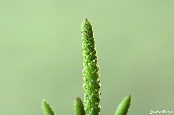 Peperomia dolabriformis