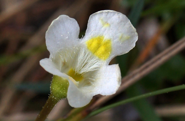 Pinguicula - Plantas Carnívoras