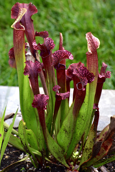 Sarracenia - Plantas Carnívoras