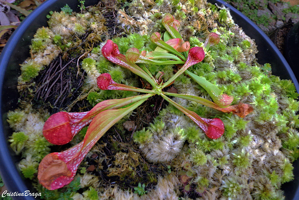 Sarracenia - Plantas Carnívoras