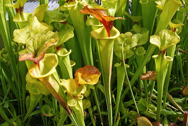 Sarracenia - Plantas Carnívoras