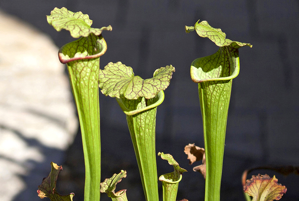 Sarracenia - Plantas Carnívoras - Flores e Folhagens