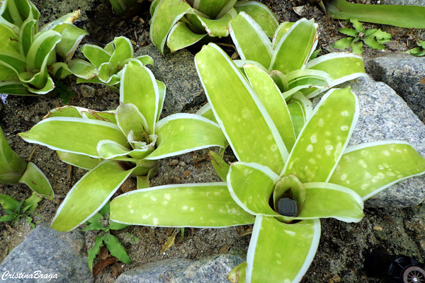 Aechmea - Bromélias