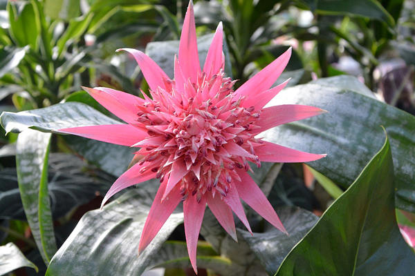 Aechmea - Bromélias