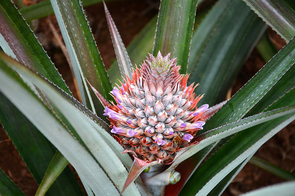 Ananas - Bromélias