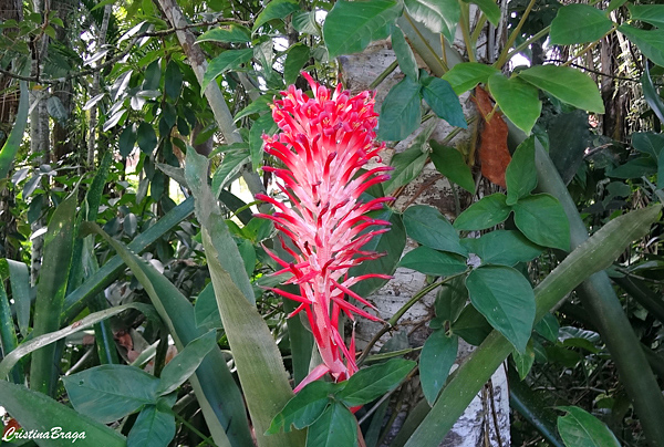 Billbergia - Bromélias