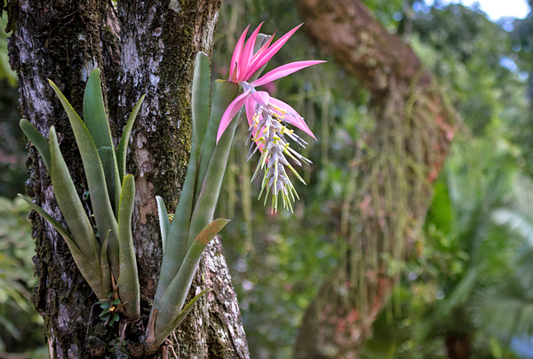 Billbergia - Bromélias