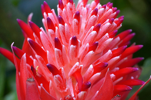 Billbergia - Bromélias