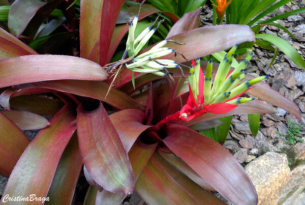 Billbergia - Bromélias