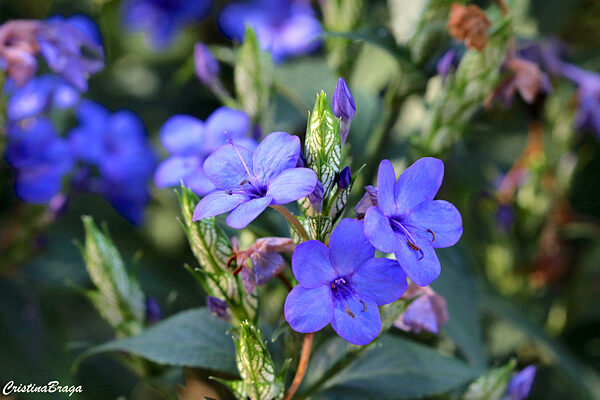 Camarão azul - Eranthemum pulchellum