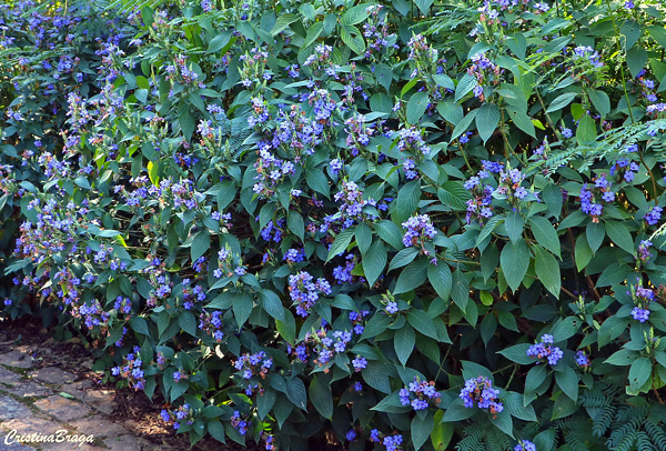 Camarão azul - Eranthemum pulchellum